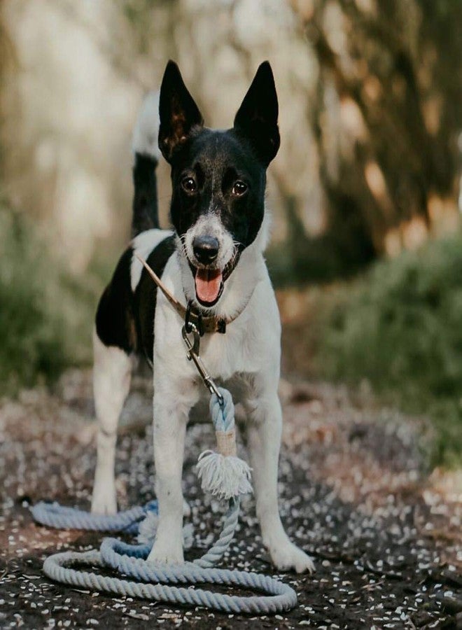 D&C PAWS سلسلة كلاب من دي آند سي باوز، مصنوعة من النحاس الصلب النقي شديد التحمل، مزودة بمشبك دوار أحادي الطرف دائري الشكل. (ذهبي، عبوة من 4 قطع) - Image 4